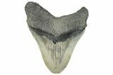 Serrated, Fossil Megalodon Tooth - North Carolina #294705-1